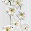 10P 9325-1.jpg class=